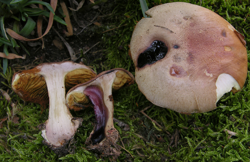 Quando Cortinarius odorifer non ha odore......